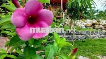 🌿 LÀM HÀNG XÓM VỚI MẢNH VƯỜN GIÁP SUỐI – VIEW HỒ TRỊ AN 850TR/1000M2