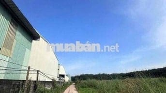 + Bán đất SKC long nguyên Bàu Bàng + DT: 13.121m2 (1,3ha ) + Có SKC 1,