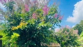 Đất thổ nhà vườn Nhơn Trạch giá rẻ 5,9TY/1900M, oto.SR chính chủ.NGỘP