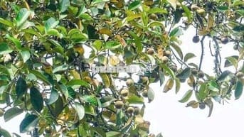 ĐẤT VƯỜN MĂNG CỤT 2145m² KÈM CĂN NHÀ CẤP 4 GIÁ CHỈ 366 TRIỆU