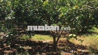 Cần bán hơn 2000m2 đất vườn giá 590tr