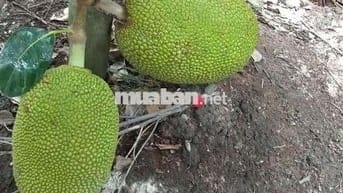 Đất vườn  1000 MV tại xã Bình Đức bến lức Long An