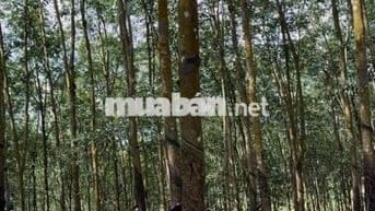 1 sào đất cao su nằm mt đường huyện 508 ngộp bán nhanh giá 310tr