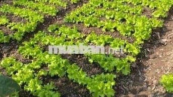 CHO THUÊ NHÀ NGUYÊN CĂN PHÂN LÔ 03 TẦNG + 01 TUM