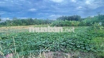 Tại Bình Mỹ, Huyện Bắc Tân Uyên, Tỉnh Bình Dương  cũ Khu dân cư hiện h