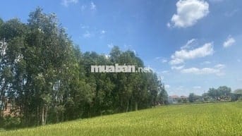 Cần sang nhượng GẤP đất nông nghiệp xã Vĩnh Lộc A - Bình Chánh