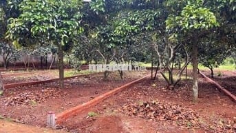 Đất thổ cư sổ riêng 10x28 giá 980 triệu ở Phường Bình Lộc Long Khánh