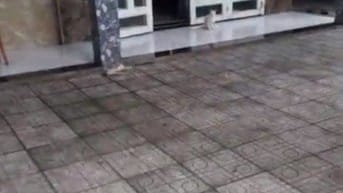 Bán nhà cấp 4, DT đất 209 m2, mặt tiền số 66 đường số 7, Gò Vấp, 17 tỷ