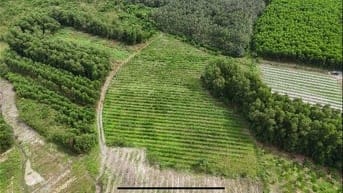 Cần bán 8000m² đất CLN chính chủ.