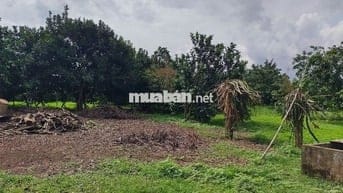 Đất vườn 1000m2 giá 650 triệu đường Điểu Xiển Bàu Trâm Long Khánh