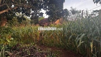 Chính chủ cần bán gấp 4,3 xào đất nn ngay trung tâm Quảng Phú