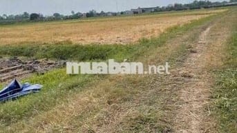 chủ hạ giá bán gấp lô đât đường thông xe hơi 135m chỉ 650tr hoà khánh