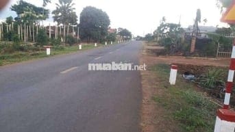 Chủ ngộp quá cần bán gấp miếng vườn sầu riêng nằm ngay mặt tiền