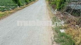 Xây Biệt Thự Sân Vườn – 8x35m Full Thổ, Gần Chợ!