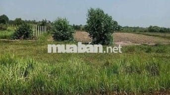 Đất MT Đức Hoà Đông , Đức Hoà , 5x17 85m2 Giá 890 triệu