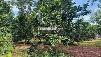 cần bán đất vườn 1000m2 sẵn 100m thổ cư