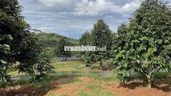 CHỈ 387 TR ĐẤT VƯỜN SẦU RIÊNG+NHÀ CẤP 4 1500m² CHƠN THÀNH BÌNH PHƯỚC