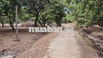 2 mặt tiền ( 1 nhựa - 1 đất ) cách Cụm CN Tân Hưng 500 mét 725tr