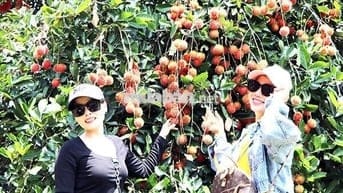 Em có 1000m² vườn Ăn trái lâu năm Dầu Giây, thổ nhưỡng tốt giá chỉ 1tỷ