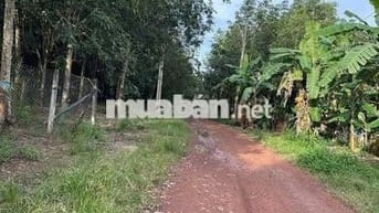 Khách Gửi Lô Đất Cao Su Diện Tích Hơn 7000m2