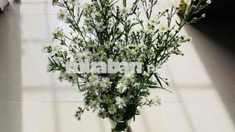 Tìm bạn nhân viên văn phòng ở ghép Hoà Hưng, quận 10