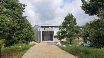 BÁN ĐẤT VƯỜN SẦU RIÊNG CHỈ TỪ 328 TRIỆU TẠI CHƠN THÀNH