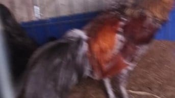 Gà tre xám lai  beru đang 1kg2 