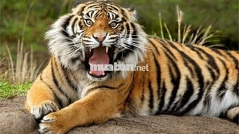 ✅VARIO 150cc 2021 ĐẸP ZIN NHƯ MỚI Khá Cọp 👍