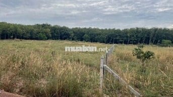 đất dt rộng giá ngộp thích hợp làm nhà vườn , làm khu nghĩ dưỡng