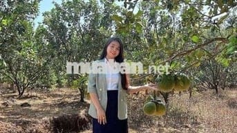 Kẹt tiền bán gấp vườn bưởi ngang 16m gần đường DT753