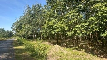 🔥 CHỦ KẸT TIỀN – BÁN GẤP 2,2HA ĐẤT CAO SU THU NHẬP TRÊN 30tr/THÁNG