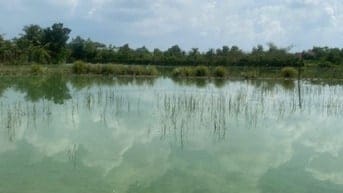 đất MT gần chợ gò đen bến lức full thổ 5x23m giá chỉ 13tr/m2