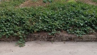 Bán Đất - Đông Lai(Quang Tiến) - Đường Thông -91M2 Full Thổ Cư-2,8Tỷ  