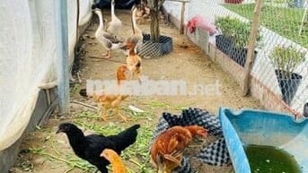 BÁN NHÀ VƯỜN 1.200M2– LÔ NHÌ– PHƯỚC LẠI, LONG AN- GIÁ NHỈNH 4 TỶ