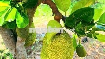 🔥 NGỢP NGỢP !! BÁN VƯỜN CÂY ĂN TRÁI  LÁNG DÀI, ĐẤT ĐỎ  GIÁ 1TY380