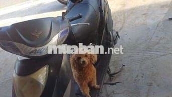 SYM Attila Đen còn zin