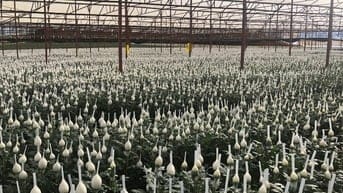 Kinh doanh vườn hoa cho thuê đầy đủ thiết bị có sẵn