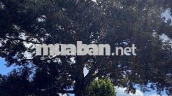 Bán vườn trái cây tại Thống Nhất diện tích  1200m2 chỉ 995 triệu