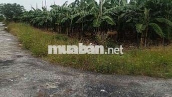 Đất 100m2 ngang 5m MT đường 12m Đồng Hải, An Hưng 1,24 tỷ