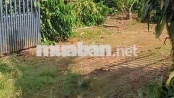 Bán đất vườn 2 mặt tiền 300m² thổ cư, nhà sẵn, vườn cây đang thu hoạch