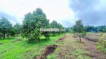 bán đất đang có sẵn cây sầu riêng