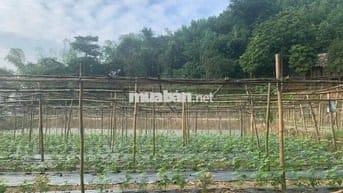 SỞ HỮU NGAY SIÊU PHẨM 7HA NGHỈ DƯỠNG TẠI KIM BÔI HƠN 60KM TỪ HÀ NỘI!