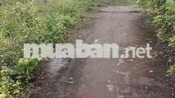 Bán đất đường ấp 8 Lọc Điền Lọc Ninh Bình Phước, 1050M2 giá 600 triệu