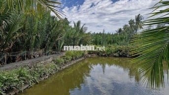 Chính chủ bán đất Cẩm thanh, Hội an, diện tích 532 m2, full thổ cư