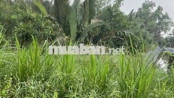 cần bán mặt tiền đê bao xông vàm cỏ, đối diện bên sông là cần đước