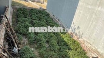 ❌ CHÍNH CHỦ CẦN TIỀN BÁN GẤP TẠI TIỀN PHONG MÊ LINH HÀ NỘI