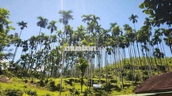 Bán Hót nhất rẻ nhất đẹp nhất 12000m2 đất CLN có 750 cây cau đã  thu