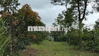 Bán đất nông nghiệp thuộc quy hoạch trang trại chăn nuôi