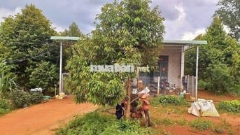 🌿 Bán 3000m2 nhà vườn sầu riêng Gia Kiệm, đất đỏ bazan, giá 1.3 tỷ/sào