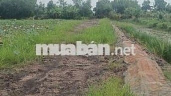 Bán đất sổ riêng 1700m xã Tân Bình Tân thạnh Long An giá 500tr